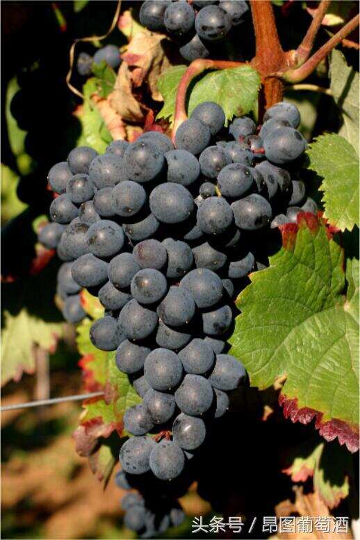 你了解过染色葡萄品种吗？