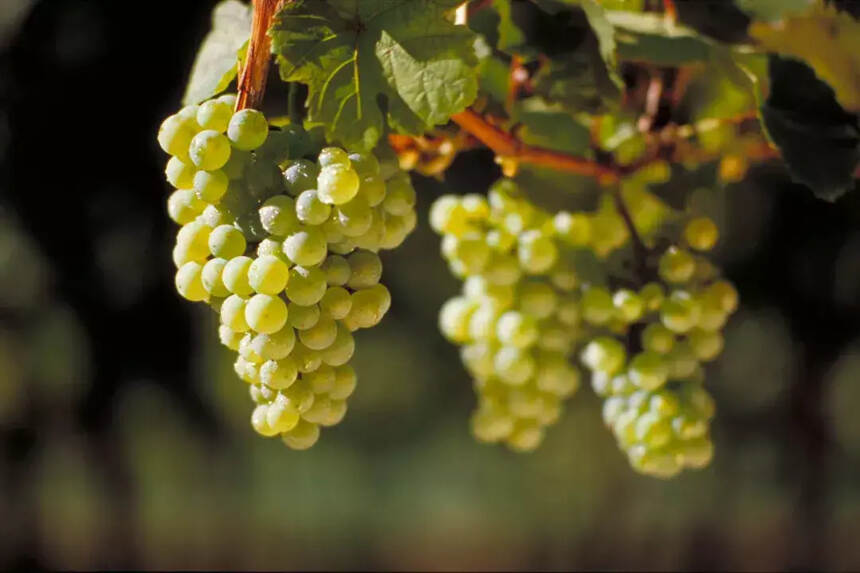 凉爽产区和温暖产区的葡萄酒，有什么区别？
