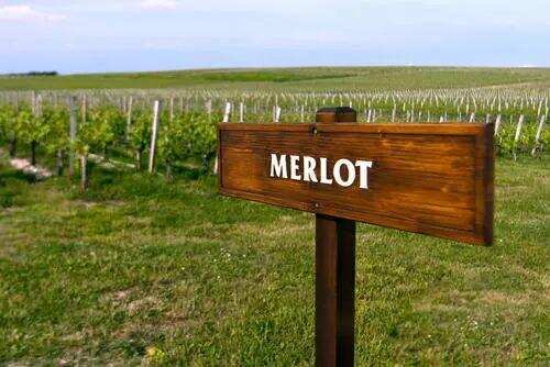 18世纪末才出现的红葡萄品种——梅洛
