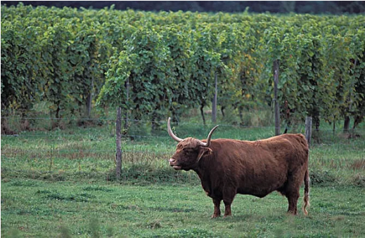 葡萄酒是从牛粪堆中出来的，你相信吗？