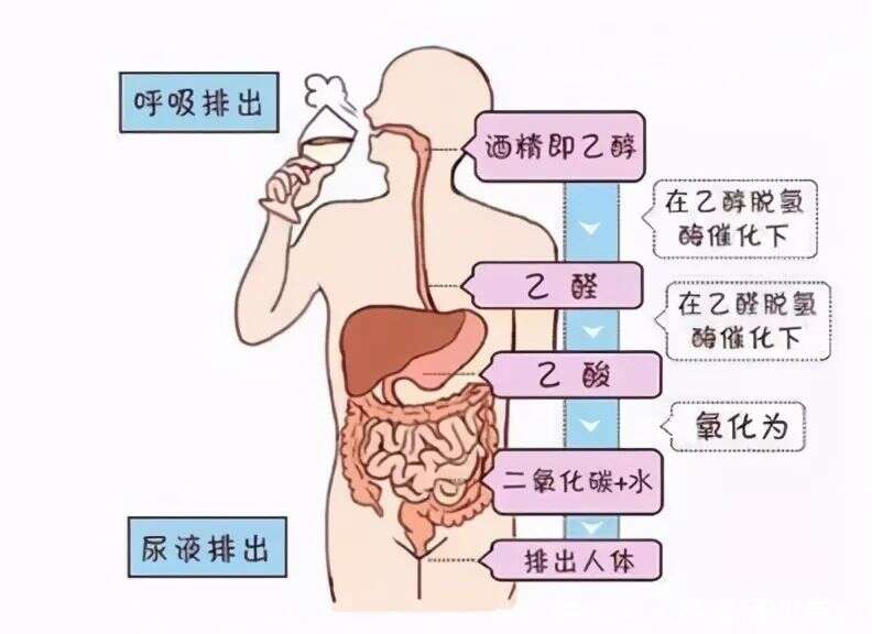 喝酒容易上脸的酒友到底是酒量好还是不能喝？