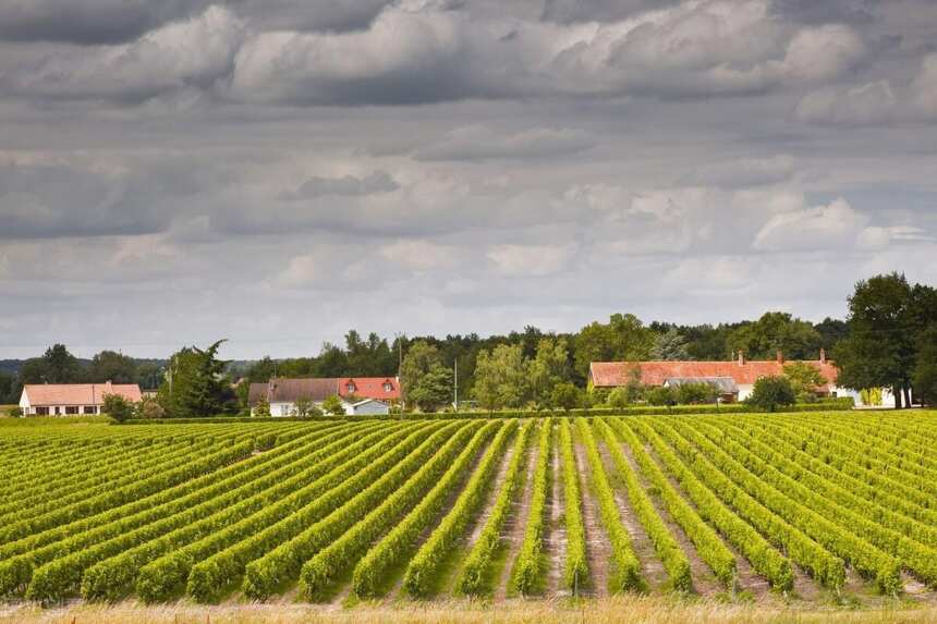 了解世界葡萄酒产区：卢瓦尔河谷的美酒佳肴和景观欣赏
