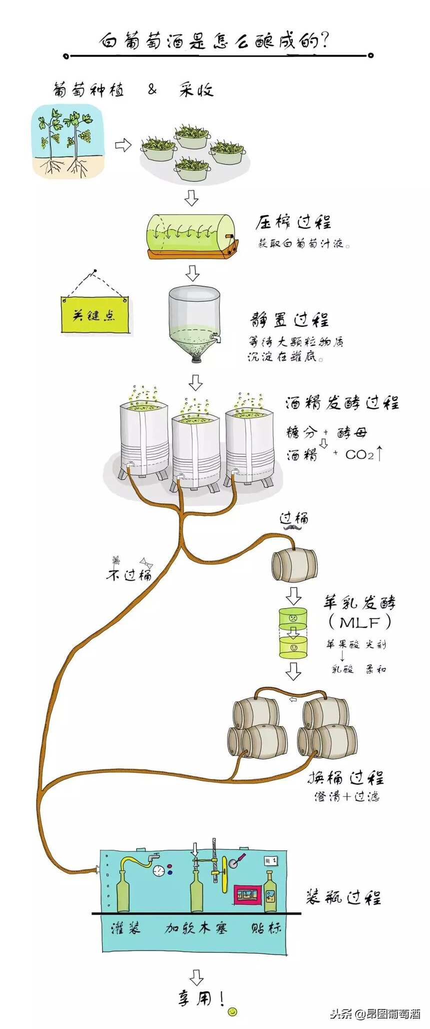 神奇！红葡萄品种可以酿造出白葡萄酒，一幅图展现酿造完整过程！