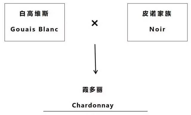 任你风情万种，我却始终如一地爱你：霞多丽