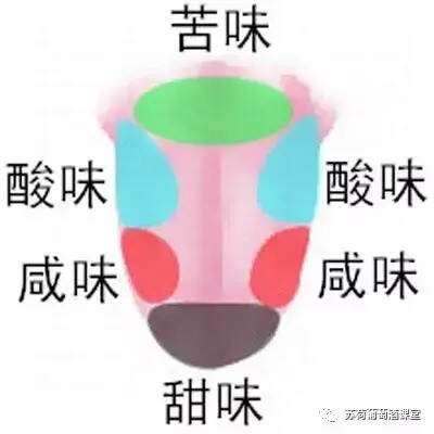 葡萄酒里的各种味道，我们都是通过什么来尝到的？