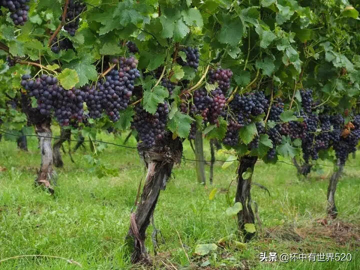 葡萄藤越老越好?老藤葡萄酒为什么更受青睐?