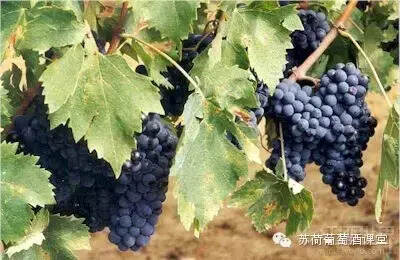 钢刀布鲁内罗：世界葡萄酒博物馆藏大赛双金奖佳酿