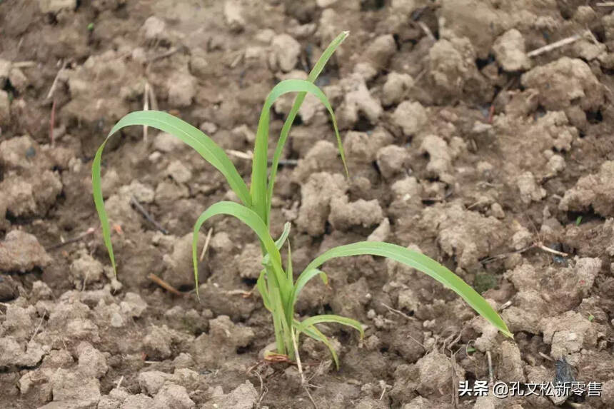 泸州老窖高粱熟了社交新零售项目，首届全国合伙人酒城游学结束了