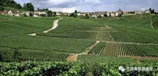 意大利的主要本土葡萄品种浅谈