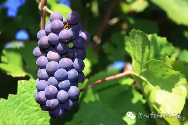 西西里岛西拉：葡萄酒大赛金奖 橡木桶熟化8个月 浓郁成熟水果味