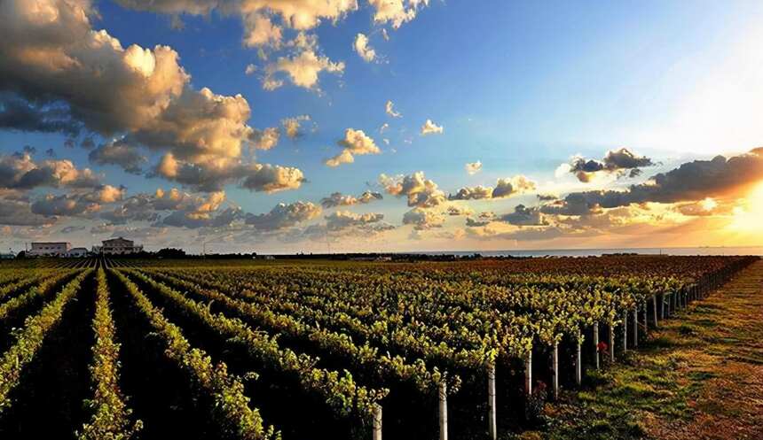 “蓬莱海岸葡萄酒”确定为山东省地理标志运用促进工程重点项目