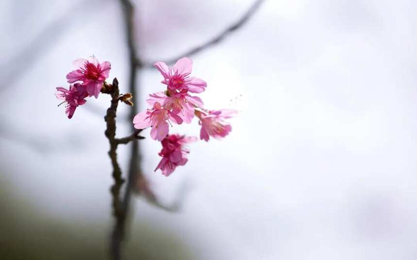春天，一起种一株有诗意的树