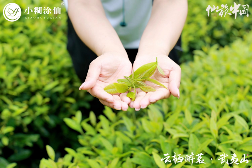 云栖醉茗·武夷山站圆满结束，小糊涂仙与你共鉴自然风光