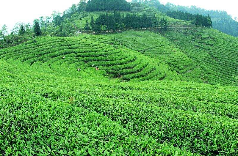 怎样泡一壶好茶 川茶传播中国茶艺邀你现场制茶