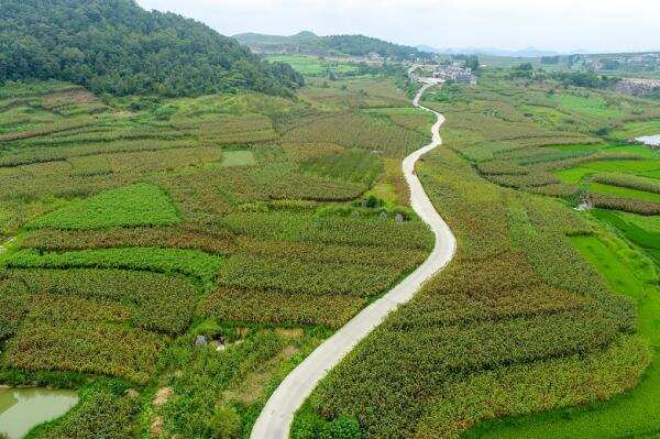 国台：20万亩红高粱“酿造”乡村振兴梦