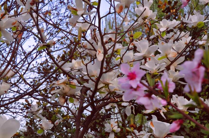 春天，一起种一株有诗意的树