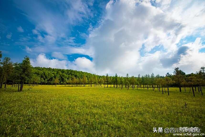 燕麦酒之乡——会东