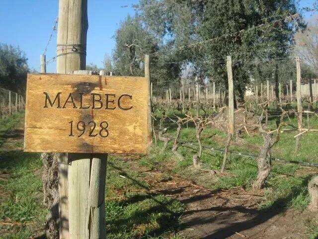 马尔贝克日 | 源自法国的它，为何成为阿根廷的标志性品种？