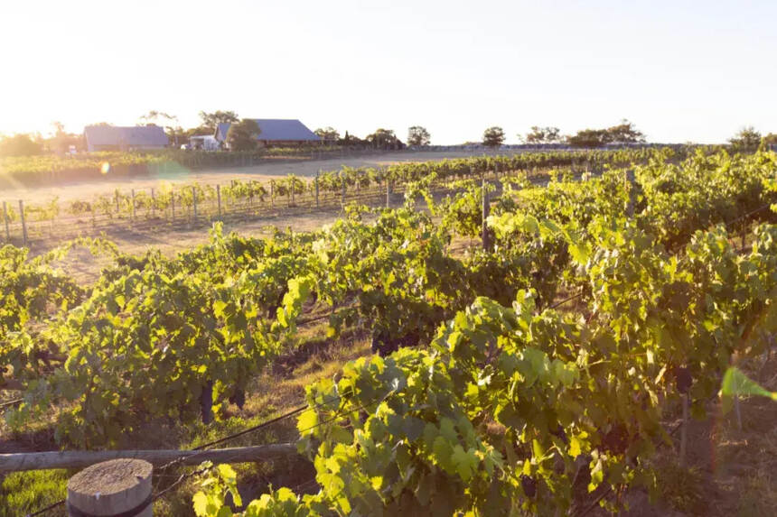 2020年澳大利亚酿酒葡萄收获报告出炉