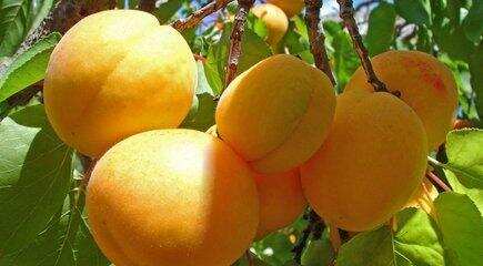 水果酒：自制杏酒 杏酒的酿制方法