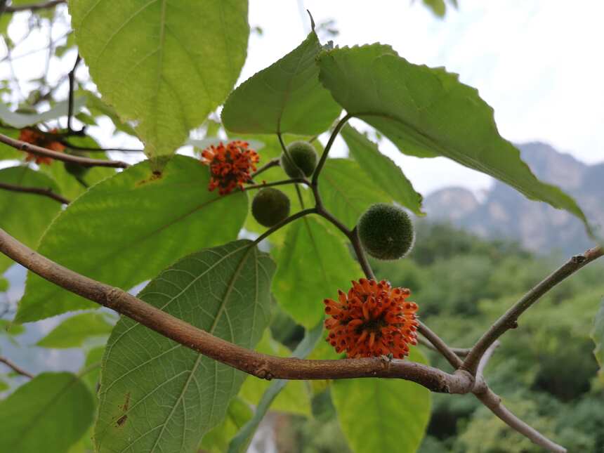 云台山之行两天半，入境诗佛王维的两句半诗，茱萸、清泉、水穷处