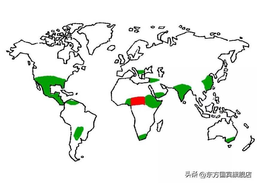 东方国宾酒业 | 一文看懂，为何是高粱成就了中国白酒？