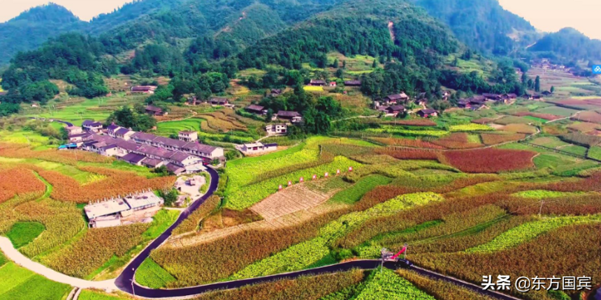 东方国宾：2022年酒用高粱开启育苗，将酿好酒与乡村致富相结合