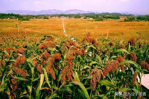 如何避开劣质酒陷阱？这几招，一定要记住