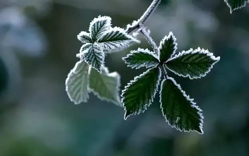 霜降 | 柿柿如意，酒酒安康