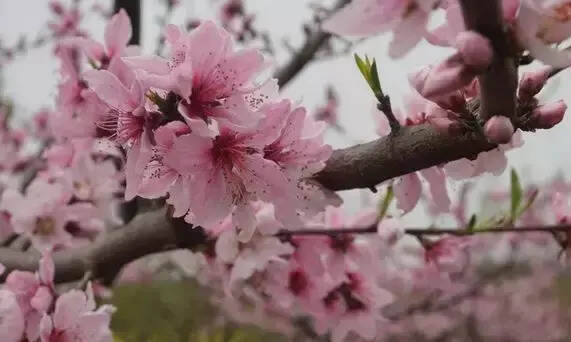 当你感慨春光流逝时，宝丰的第一缕清香正在浸染春风！