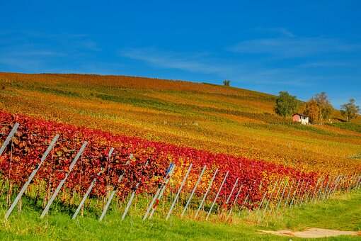 法国的波尔多贵腐甜葡萄酒的介绍