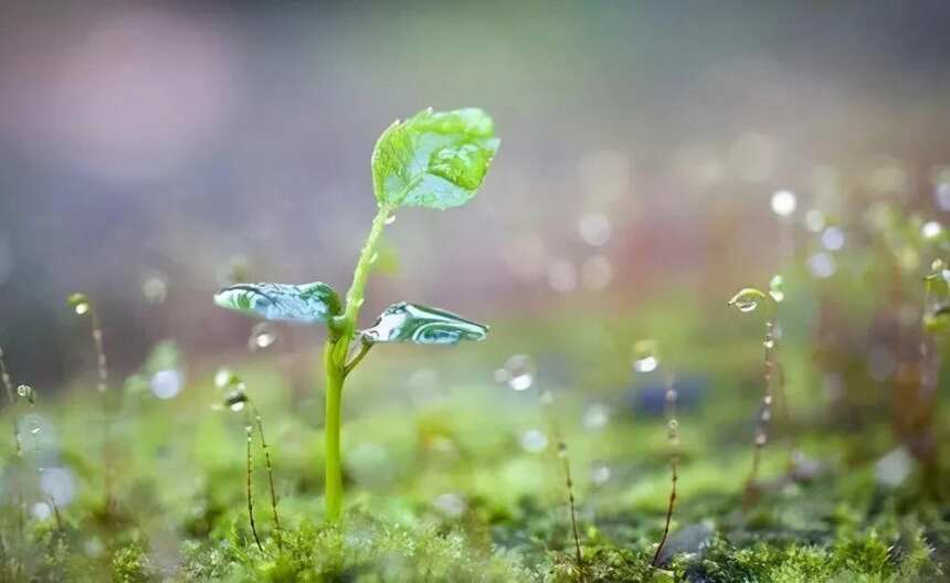 雨水节气，小酌养生