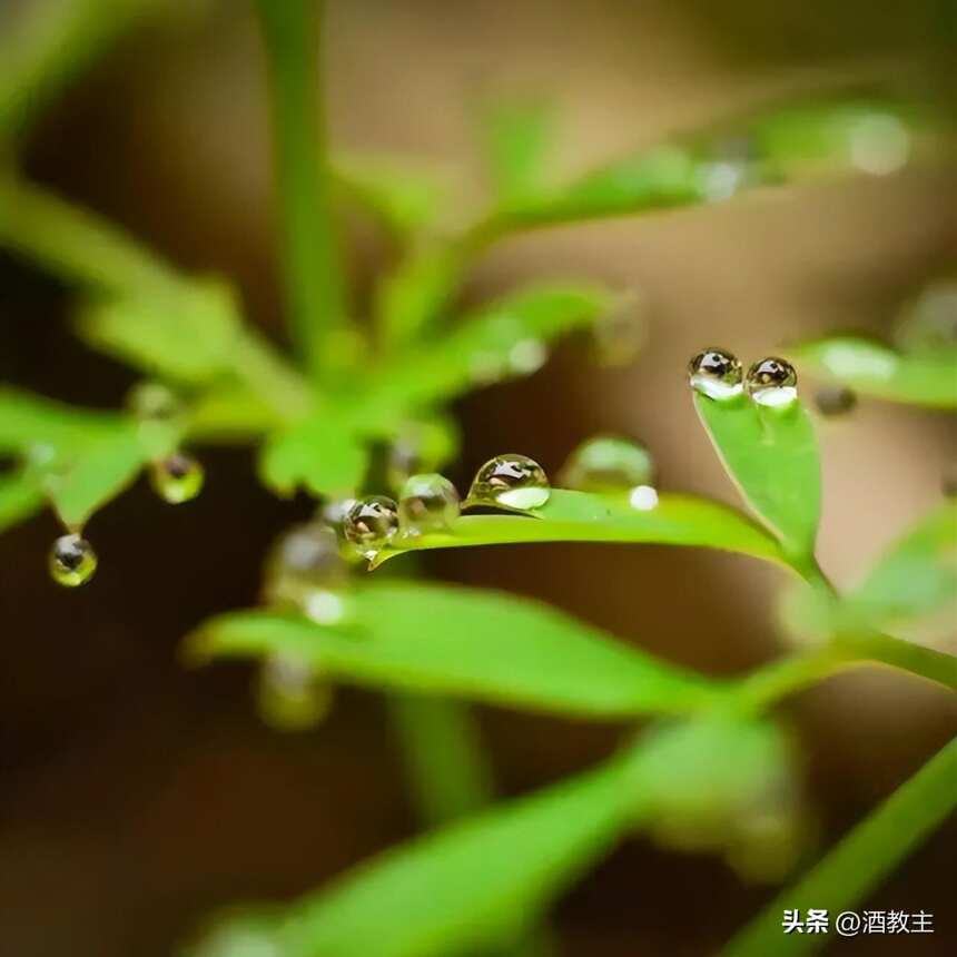 雨水 |好雨知时节，好水酿好酒