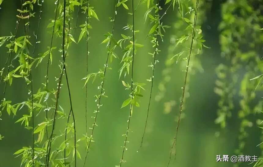 雨水 |好雨知时节，好水酿好酒