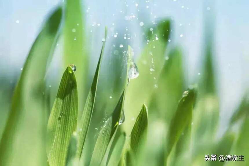 雨水 |好雨知时节，好水酿好酒