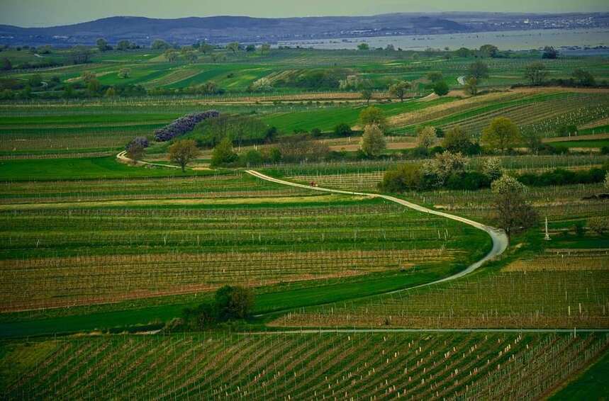 瑞福特园 Puligny-Montrachet Les Referts