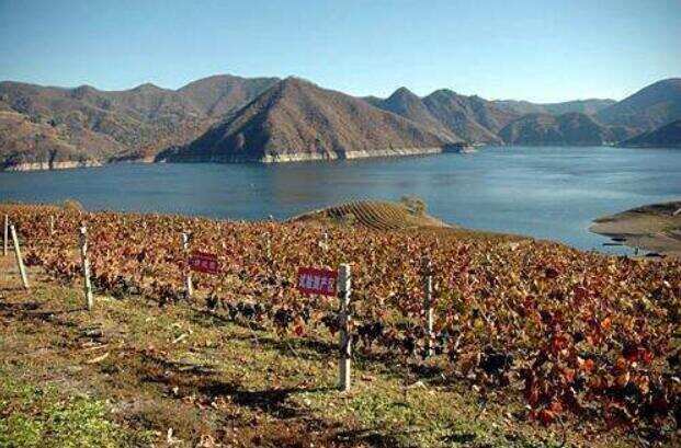 集安鸭绿江河谷——中国山葡萄冰酒顶级产区