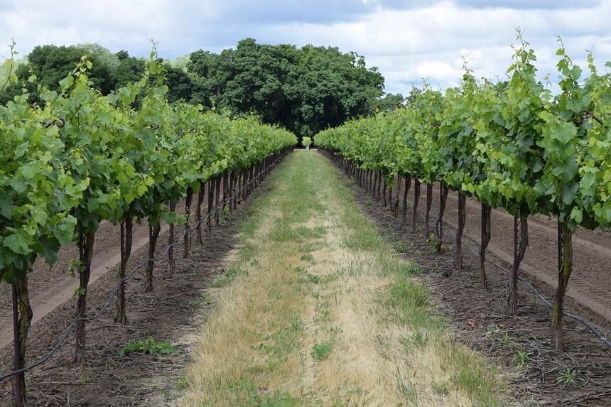 凯尔西山坡 Coteaux du Quercy