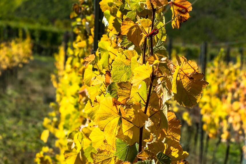 爱斯图圣雅克 Gevrey-Chambertin Estournelles-Saint-Jacques