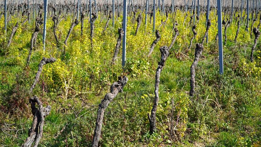 圣雅克园 Gevrey-Chambertin Clos Saint-Jacques