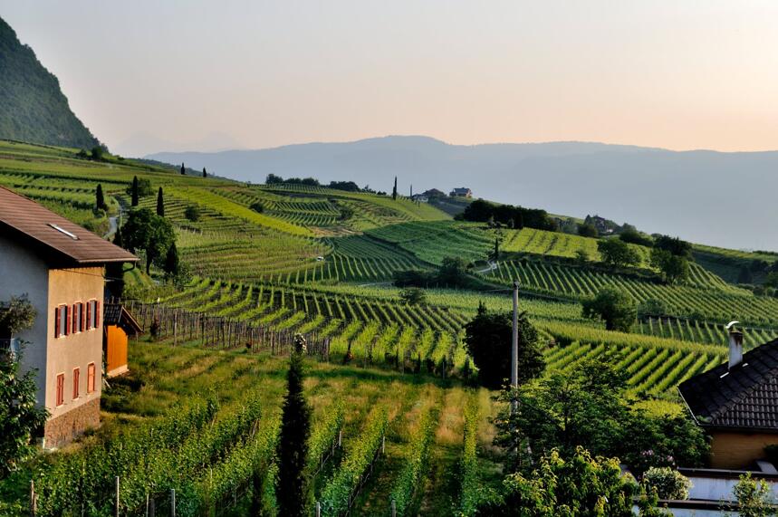 蒙特布查诺-阿布鲁佐 Montepulciano d Abruzzo