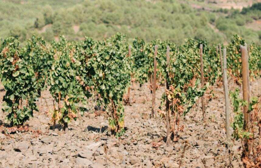 特雷比奥罗-阿布鲁佐 Trebbiano d Abruzzo