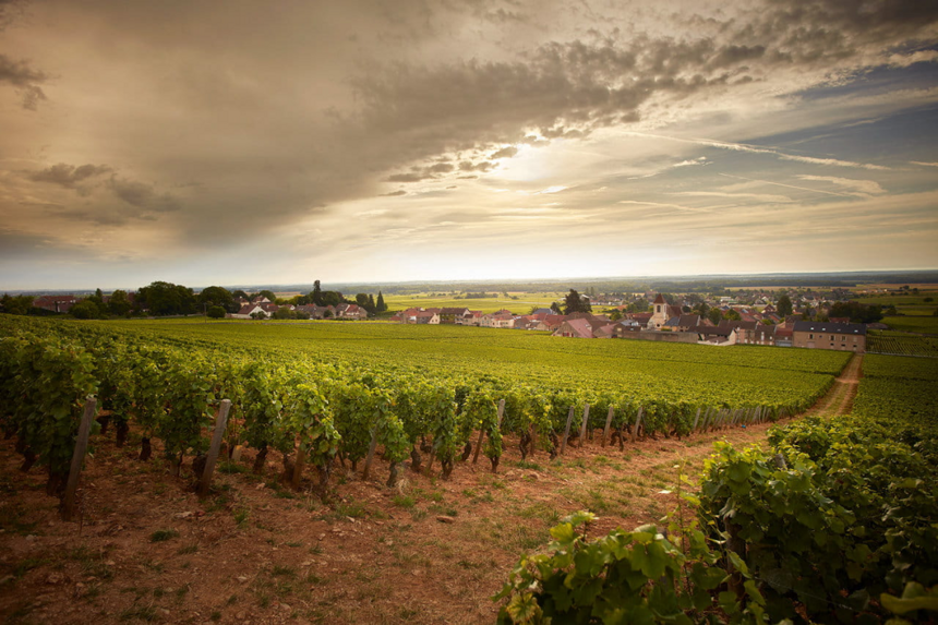 大德园：勃艮第 10 大最受欢迎的葡萄园