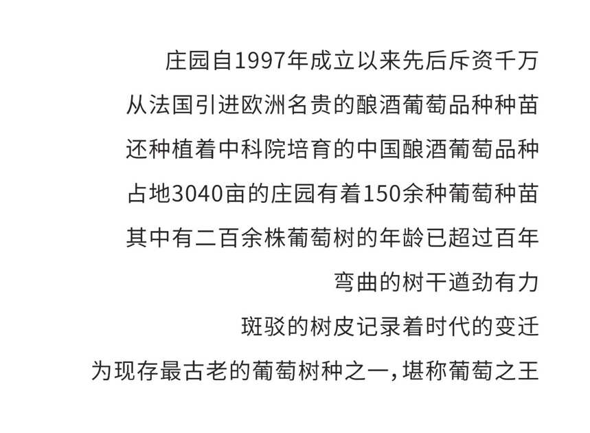 贺东庄园 - 百年老藤自贫瘠中生长，在贺兰山下结果